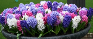 Hyacinth-Mixed